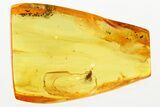 Fossil Fly (Dolichopodidae) and Mite (Acari) in Baltic Amber #346674-1